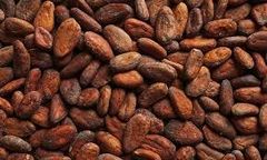 Premium Quality Cocoa Beans In Stock Fast Delivery Buy Best Chocolate Beans Wholesale Price Natural Taste for Sale – product photo 3, product detail gallery