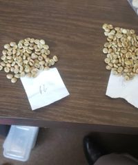 Low Moq Unroasted Arabica Green Coffee Beans S18 Vietnam Coffee Robusta Coffee Beans whatsapp +255787979235 - Image 3