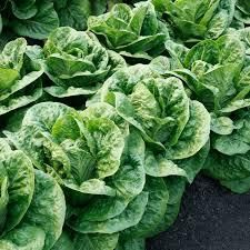 Fresh romaine lettuce Grade A Content no Style Fresh Weight (kg) 0 Ingredients no Storage Type frsh Shelf Life 9months Address south - Image 2