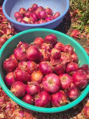 Fresh Red Onion - Image 1