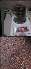 Whole Black Pepper Indonesia GL.550 - Image 1