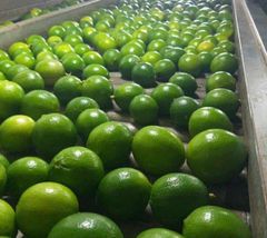 seedless lemon CHEAPEST PRICE Export quality Seedless lemon from Vietnam of the highest quality FREE TAX - Image 1