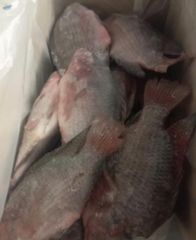 Perch - Image 1
