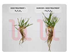 Biostimulant from vermicompost Humicor - Image 2