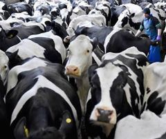 Pregnant Dairy Cattle/ Holstein Heifer Cows for sale - Image 2