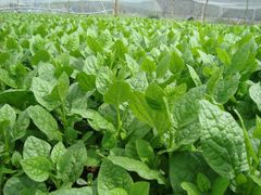 Fresh organic vegetable malabar spinach Style Fresh Color Green Type vegetables Packaging 5kg / carton Cultivation Type - Image 2
