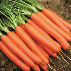 Fresh Carrot - Image 3