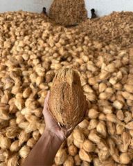 Semi Husked Coconut – product photo 1, product detail gallery