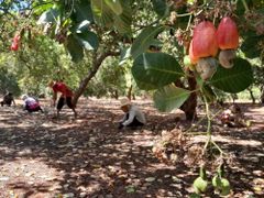 cashew nuts Max. Moisture (%) 0.5% Size W180 ☐ W210 ☐ W240 ☐ W320 ☐ W450 ☐ WS / LP / SP Cultivation Type Canh tác hữu cơ (Organic Farmin Canh tác theo tiêu chuẩn GlobalG.A.P / VietGAP g) - Image 2