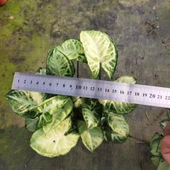 Syngonium Podophyllum Indoor Plants - Image 4