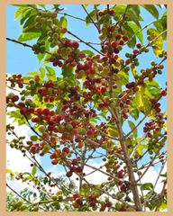 Burundi Arabica Green Coffee - Image 8
