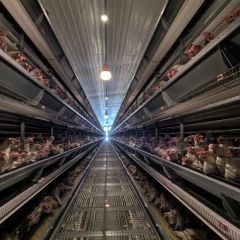 Dimmable Poultry Lamp for Chicken Growing Pig Animal Growing LED Poultry Light - Image 3