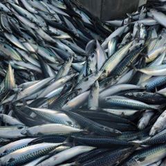 Dried Anchovies Tanzania Wholesale - Premium Quality Export - Image 2