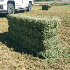 Hot Sale Premium Alfalfa Hay High Protein Nutritious Clean Baled or Compressed Bale for Livestock Feed - Image 4