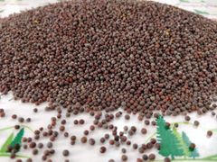 Black Mustard Seeds - Image 3