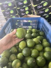 Vietnam fresh seedless lemon harvesting everyday box of 10kg - Image 5
