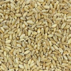 wheat – product photo 2, product detail gallery
