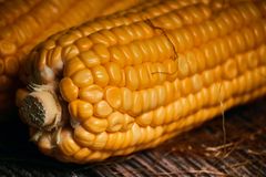 Maize (Corn) Purity 98% Minimum Crude Fat 4% Minimum Total Ash 1.5% Maximum Other Grains 2% Maximum Shelf Life 12-24 - Image 2