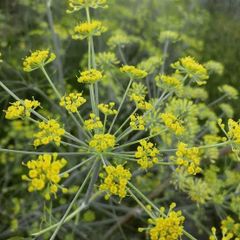 Anise – product photo 2, product detail gallery