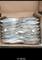 Frozen milkfish Grade Aa Glazing No Stock 2x 40" Features Fish Packing 10kg/ctn Size 200-300-500 Up Origin Asia, Indonesia - Image 1