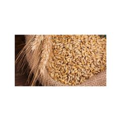 Wheat grains offered for bulk purchase and cost-effective sourcing for distributors - Image 4