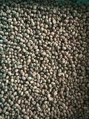 Green Coffee Beans – product photo 3, product detail gallery