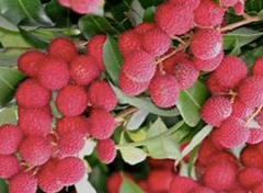 Litchi Fruit - Image 5