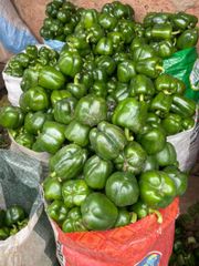 green pepper - Image 1