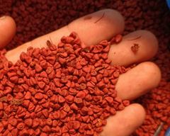 bulk annatto seeds: used in food industry / colorant industry for extract development (bixine /norbixine) - Image 2