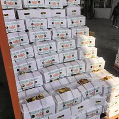 Hot Selling Top Quality Ginger for Sale Fresh Dry Ginger Good Price Specification Fresh Ginger - Image 2