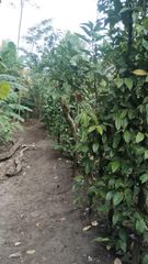 Javanese long chili, origin from Java Indonesia, Dried level at 10% - 15% - Image 3