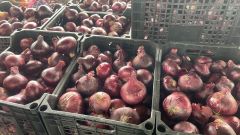 Fresh onion – product photo 1, product detail gallery