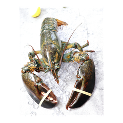 High quality raw whole lobster arranged for bulk sale with careful handling - Image 4