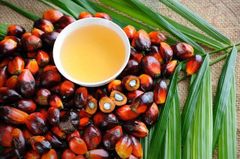 Premium PALM Oil – Sourced from Argentina  - Image 1