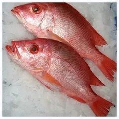 best qualiy bulk supplies high quality sea bream fish frozen red seabream sea-bream fish for sale. - Image 4