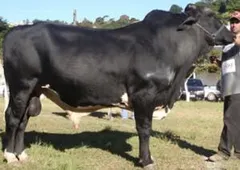 Girolando Cows livestock Origin Europe Type Livestock Pricing Best Price Quality High Quality Delivery Fast Delivery Support Availability 24/7 Available - Image 1