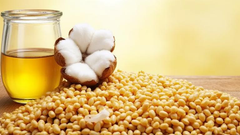 Supreme Quality RBD Cottonseed Oil (Refined, Bleached, Deodorized) Premium Food Grade Packaging, Fresh Batch – product photo 2, product detail gallery