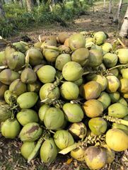 Green Young Coconut from Indonesia - Fresh Fruit - Fresh Coconut - Incoterm : FOB - Image 2
