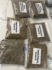 ARABICA COFFEE BEANS, BUGISU AA - Image 1