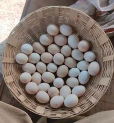 Brown table eggs - Image 1