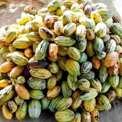 Cocoa Beans – product photo 4, product detail gallery