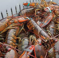 Frozen Lobster - Image 2
