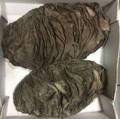 Frozen Beef Omasum Stomach Tripe Honeycomb IQF Vacuum Sealed Quality Clean Cut High Protein Low Fat Nutrient Rich Cooking Ingredient - Image 3
