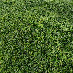 fresh green chilli – product photo 2, product detail gallery