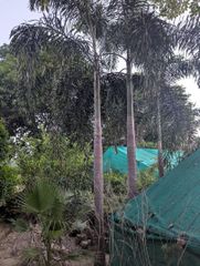 Foxtail palm huge stock available clear trunk is 3 metre and the total plants height with leafs is almost 5 metre - Image 1