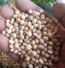Pigeon Peas, Soya Beans, and Sugar Beans And spices such as Cinnamon, Cardamom, Cloves,coriander,cumin - Image 5
