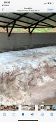 cow salted hide - Image 1