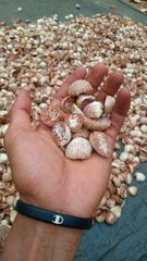 split betel nut / half betel nut Quality High Grade Grade A Type Whole or Split Packaging 50 kg net bag Ingredients 100% Betel Nut - Image 1