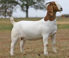 Boer Goats / Dorper sheep  at wholesale price/ High Quality Purebred Boer goats at cheapest Price for export worldwide - Image 3