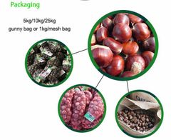 Fresh chestnut - Image 4